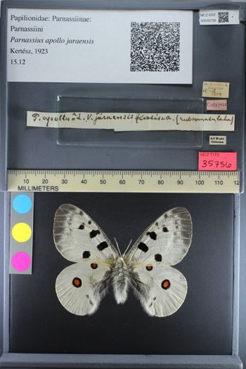 Media type: image;   Entomology 35756